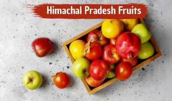 Himachal Pradesh Fruits