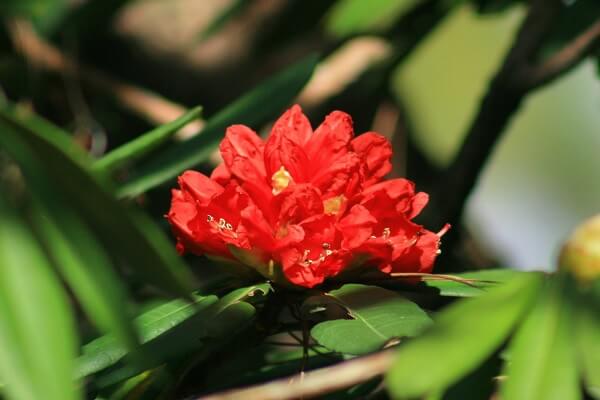 State Flower of Himachal Pradesh